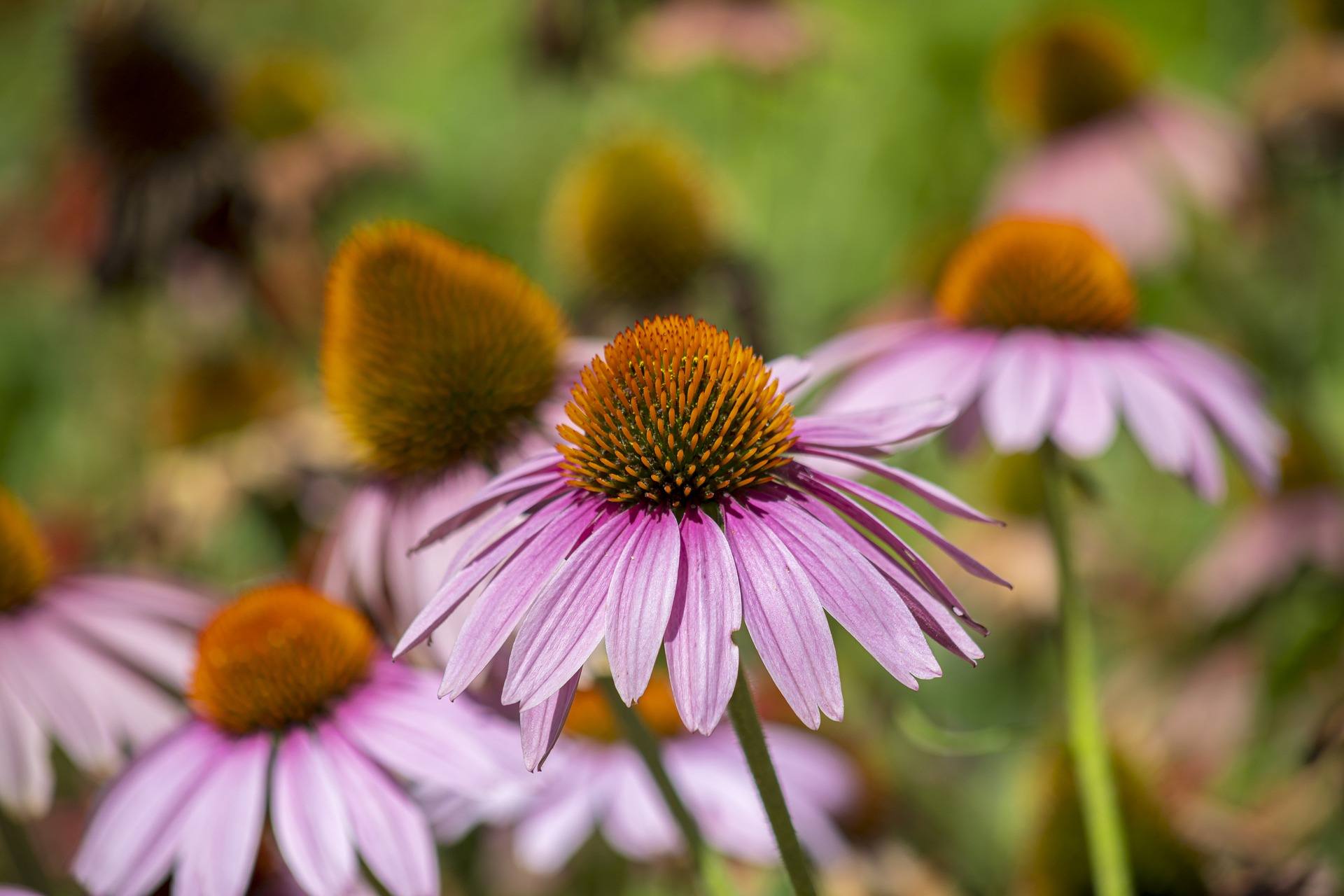 Coneflowers can stand up to dry prairie conditions.